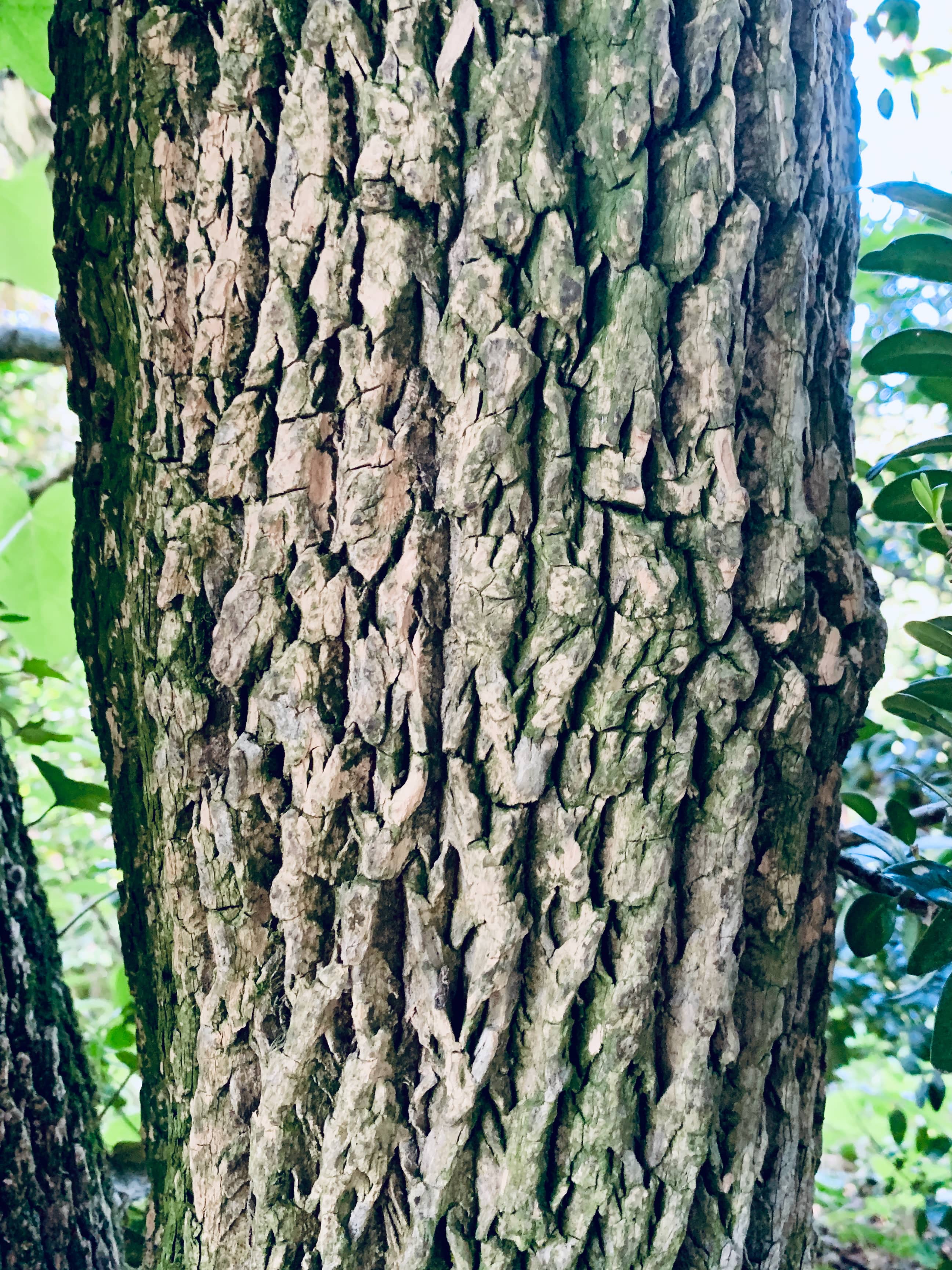 Copertina della pagina Ambiente del sito serra servizi snc